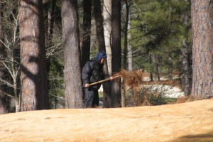 Laying Down The Pine Needles