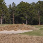 Pine Needles